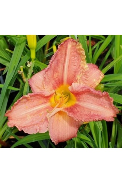 Квіти лілійника Dress Code у повному розквіті.